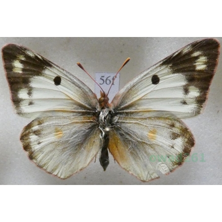 Colias hyale (Linnaeus, 1758) Szlaczkoń siarecznik Poland56f